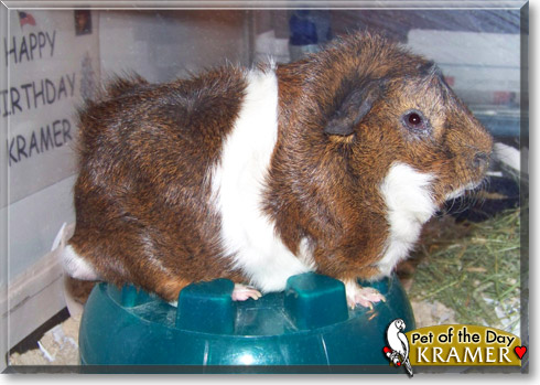Kramer, the Pet of the Day