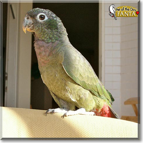 Fanta, the Pet of the Day