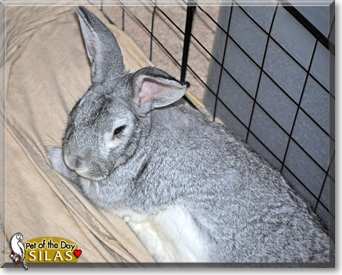 Silas, the Pet of the Day