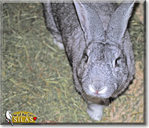 Silas, the Pet of the Day