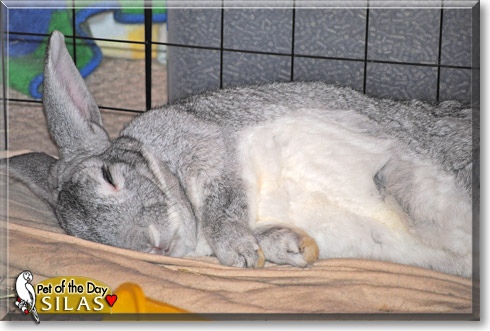 Silas, the Pet of the Day