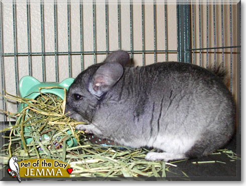 Jemma, the Pet of the Day