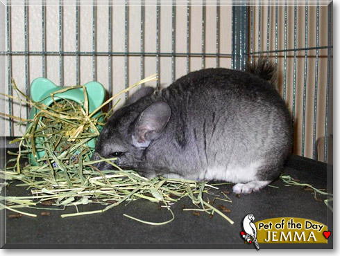 Jemma, the Pet of the Day