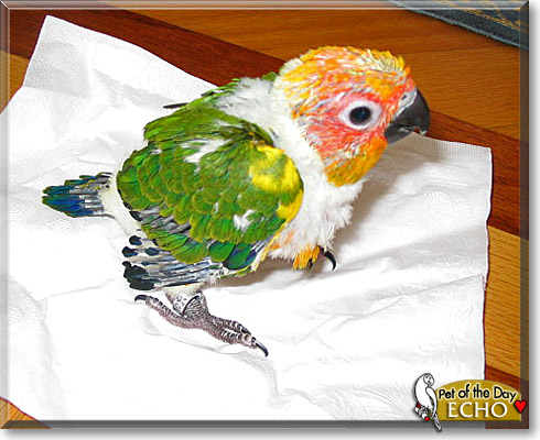 Echo, the Pet of the Day