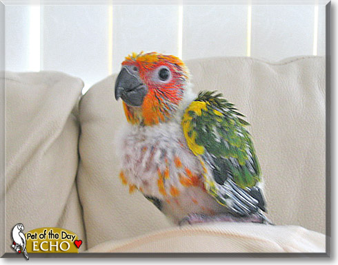 Echo, the Pet of the Day