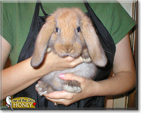 Honey, the Pet of the Day