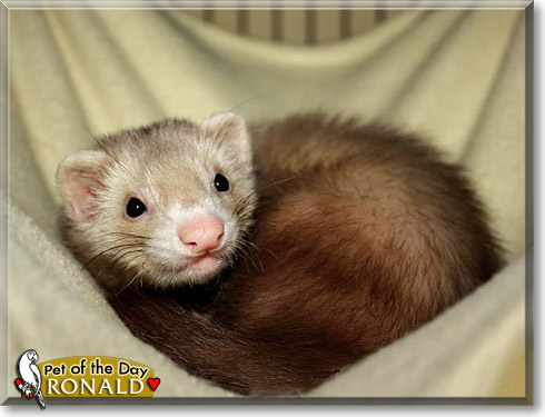Ronald, the Pet of the Day