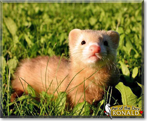 Ronald, the Pet of the Day