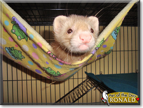 Ronald, the Pet of the Day