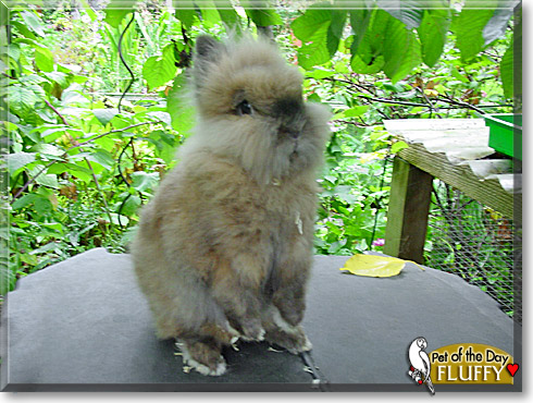 Fluffy, the Pet of the Day