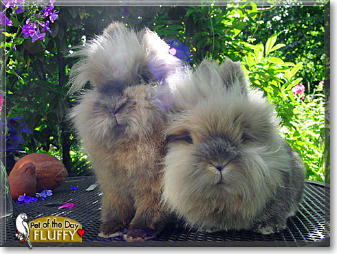 Fluffy, the Pet of the Day
