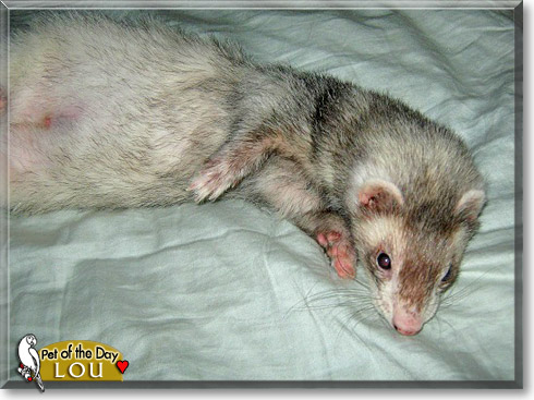 Lou, the Pet of the Day