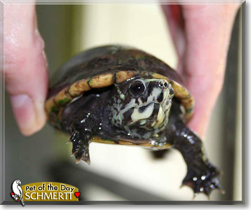 Schmertt, the Pet of the Day