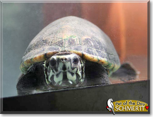 Schmertt, the Pet of the Day