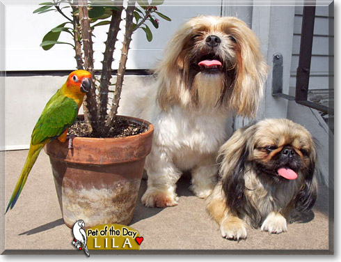 Lila, the Pet of the Day