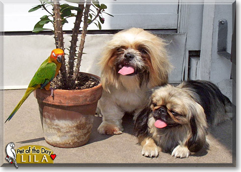 Lila, the Pet of the Day