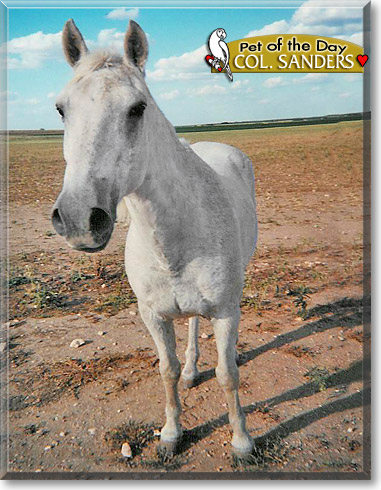 Colonel Sanders, the Pet of the Day
