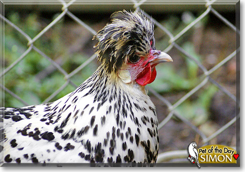 Simon, the Pet of the Day