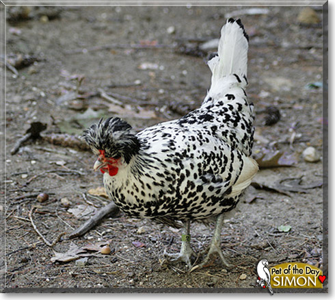 Simon, the Pet of the Day