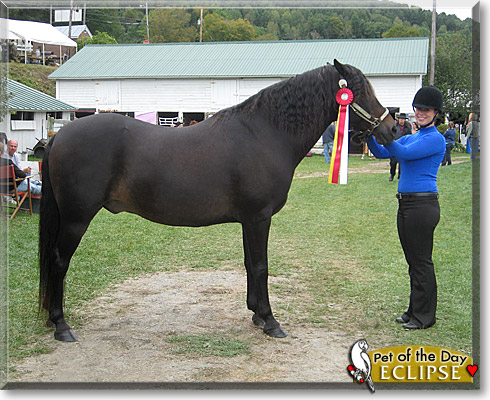 Eclipse, the Pet of the Day