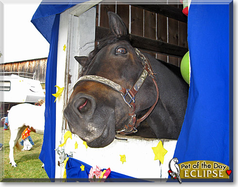 Eclipse, the Pet of the Day
