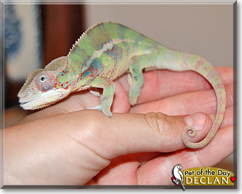 Declan, the Pet of the Day
