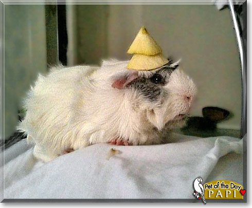 Papi, the Pet of the Day