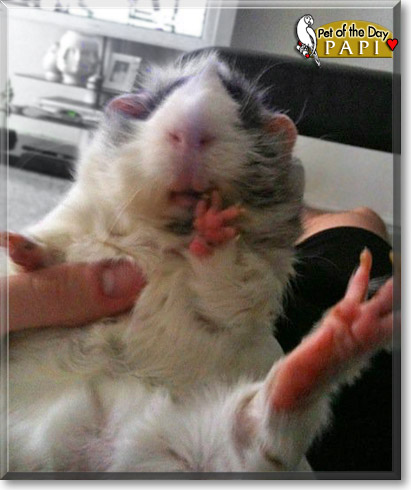 Papi, the Pet of the Day