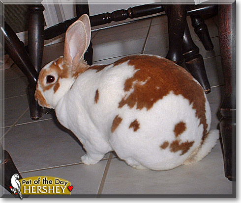 Hershey, the Pet of the Day