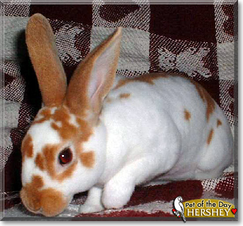 Hershey, the Pet of the Day