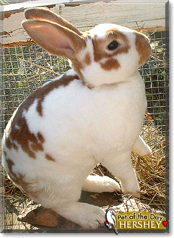 Hershey, the Pet of the Day
