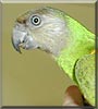 Reni