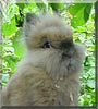 Fluffy