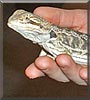 Rex