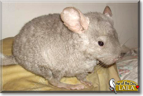 Laila, the Pet of the Day