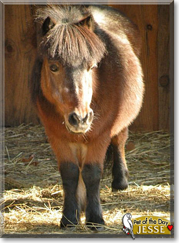 Jesse, the Pet of the Day