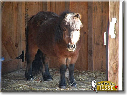 Jesse, the Pet of the Day