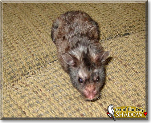Shadow, the Pet of the Day