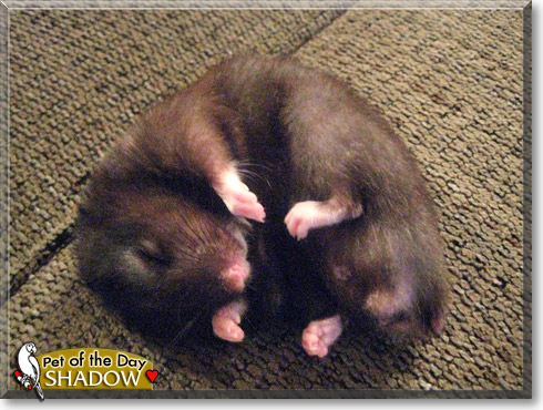Shadow, the Pet of the Day
