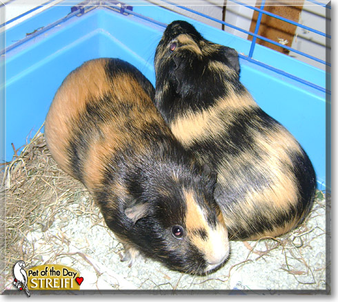 Streifi, the Pet of the Day Streifi, the Pet of the Day