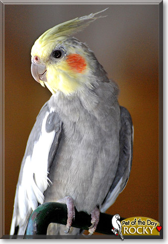 Rocky, the Pet of the Day Rocky, the Pet of the Day
