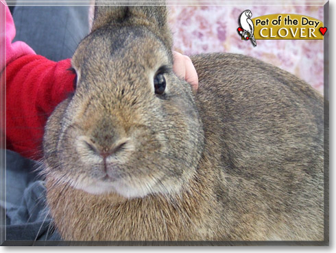 Clover, the Pet of the Day Clover, the Pet of the Day