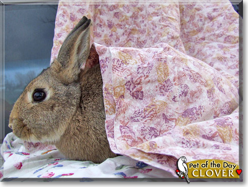 Clover, the Pet of the Day Clover, the Pet of the Day