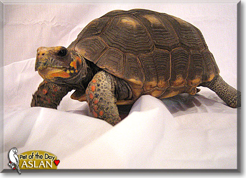 Aslan, the Pet of the Day Aslan, the Pet of the Day