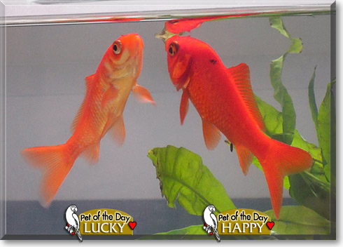 Happy, Lucky, the Pet of the Day