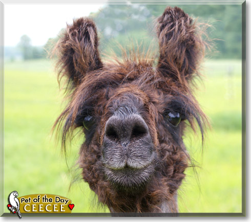 CeeCee, the Pet of the Day CeeCee, the Pet of the Day