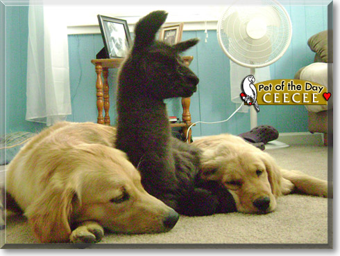 CeeCee, the Pet of the Day CeeCee, the Pet of the Day