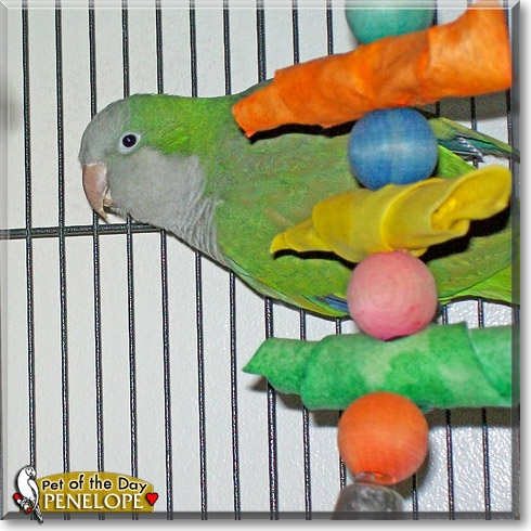 Penelope, the Pet of the Day Penelope, the Pet of the Day