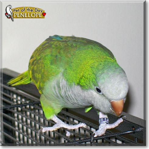 Penelope, the Pet of the Day Penelope, the Pet of the Day
