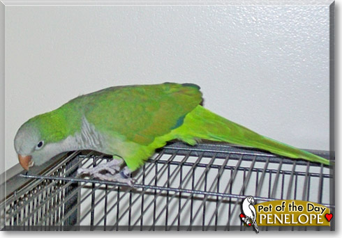 Penelope, the Pet of the Day Penelope, the Pet of the Day